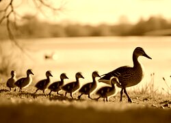 Sepia