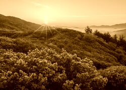 Sepia