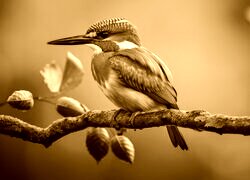 Sepia