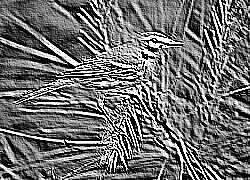 Skamielina