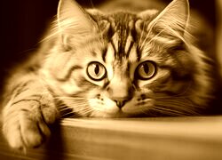 Sepia