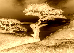 Sepia + Negatyw
