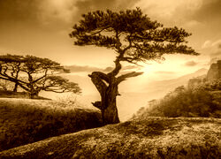 Sepia