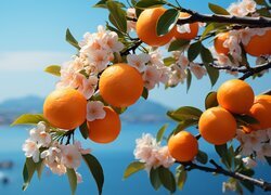 Oryginalny obrazek