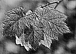 Skamielina