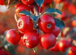 Oryginalny obrazek