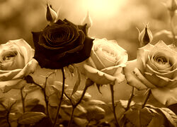 Sepia