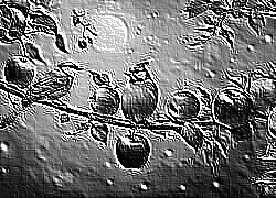 Skamielina
