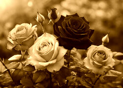 Sepia