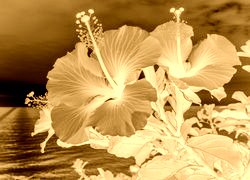Sepia + Negatyw