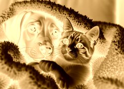 Sepia + Negatyw