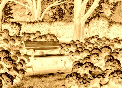 Sepia + Negatyw