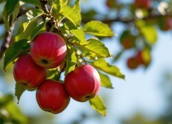 Oryginalny obrazek