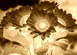 Sepia + Negatyw