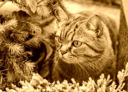 Sepia