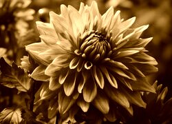 Sepia