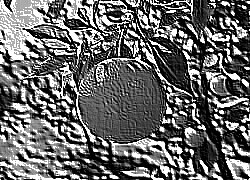 Skamielina