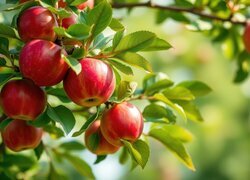 Oryginalny obrazek