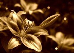 Sepia