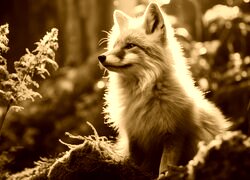 Sepia