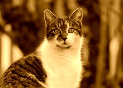 Sepia