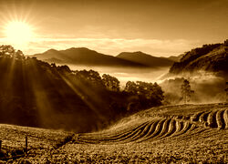 Sepia