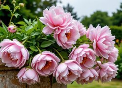 Oryginalny obrazek