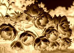 Sepia + Negatyw
