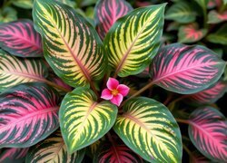 Oryginalny obrazek