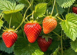 Oryginalny obrazek