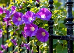 Oryginalny obrazek