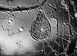 Skamielina