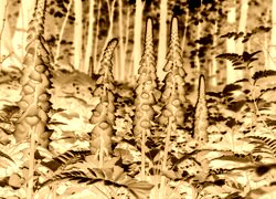 Sepia + Negatyw