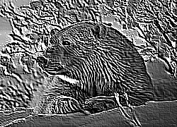 Skamielina