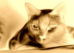 Sepia + Negatyw