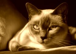 Sepia