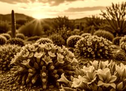 Sepia