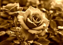 Sepia