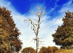 Oryginalny obrazek