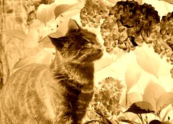 Sepia + Negatyw