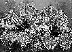 Skamielina
