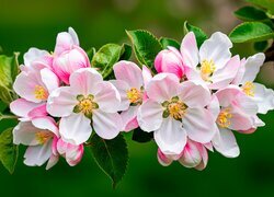 Oryginalny obrazek