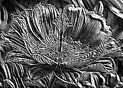 Skamielina