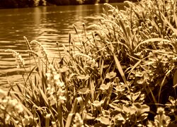 Sepia