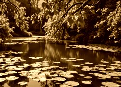 Sepia