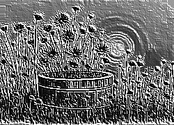 Skamielina