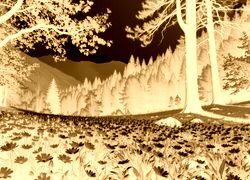 Sepia + Negatyw