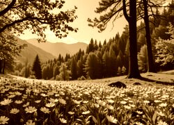 Sepia