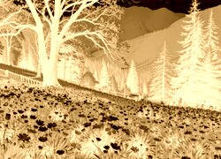 Sepia + Negatyw
