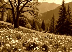 Sepia